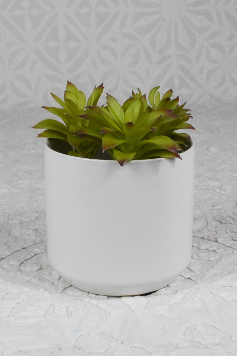 spikey succulents Green Spikey Succulent