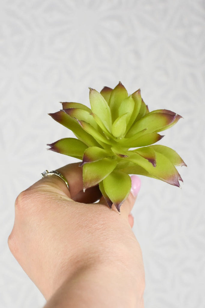 spiky dark green succulent Green Spikey Succulent