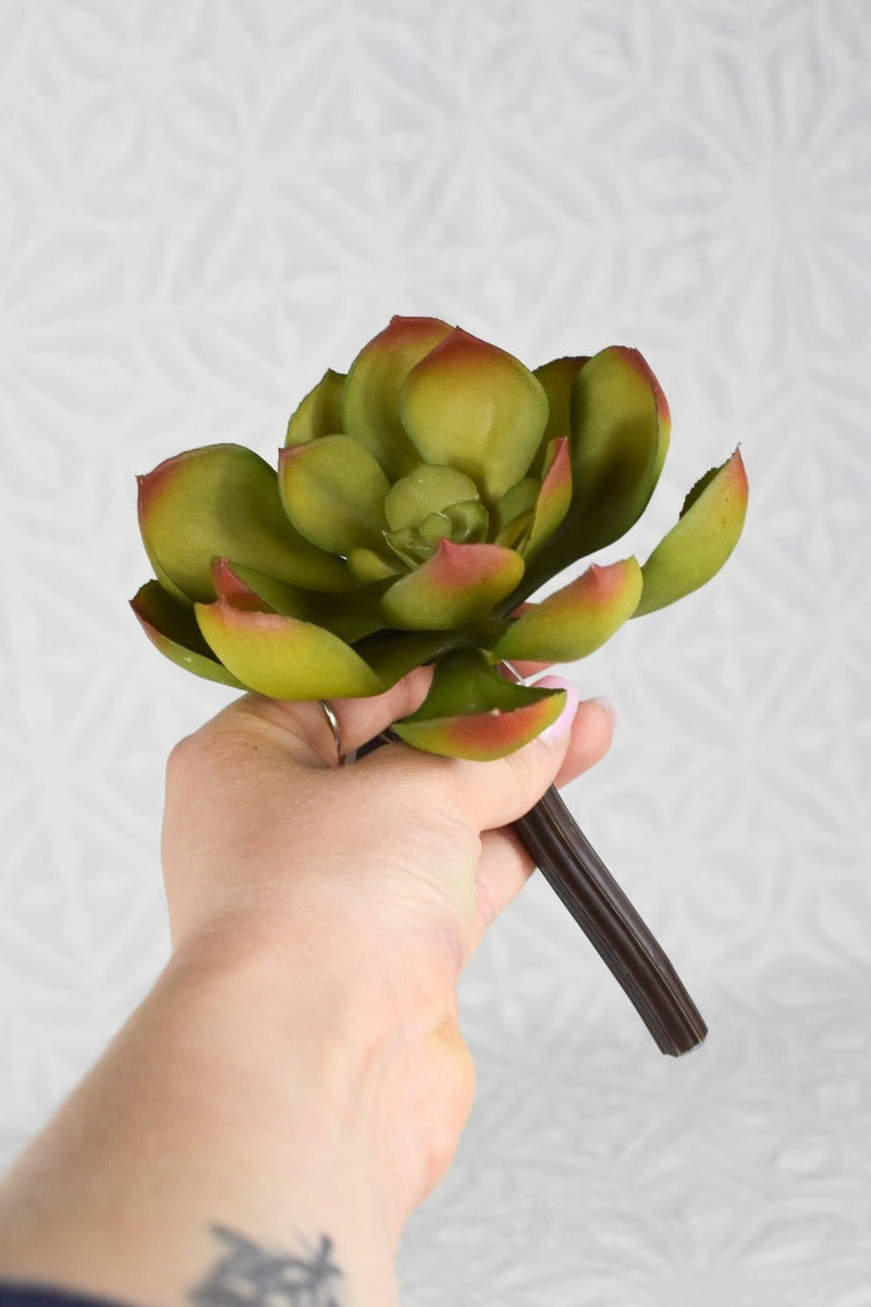 succulent soft Soft Echeveria Pick